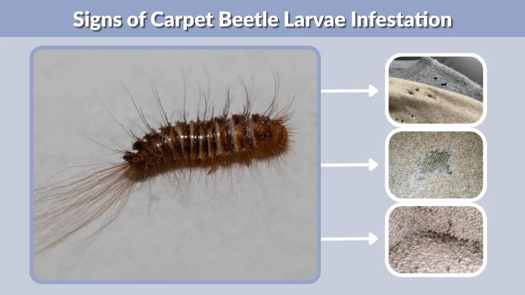 Signs of Carpet Beetle Larvae Infestation