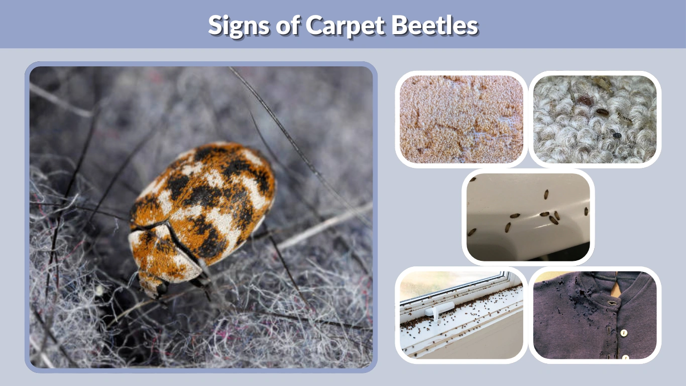 Signs of Carpet Beetles: How to Detect an Infestation Early