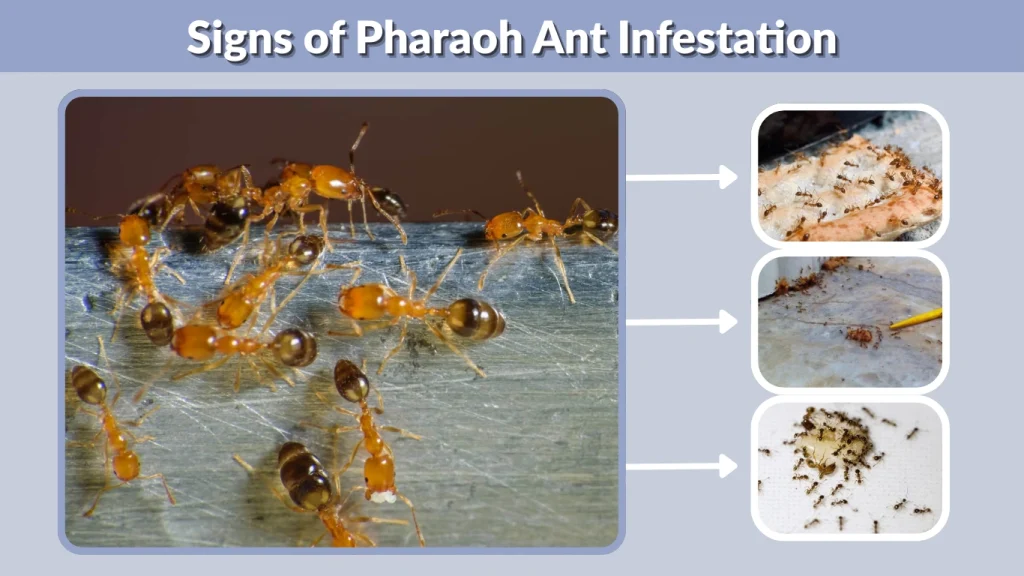 Signs of Pharaoh Ant Infestation