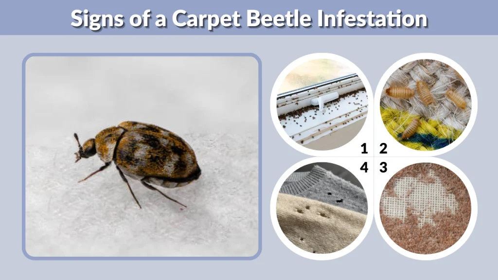 Signs of a Carpet Beetle Infestation
