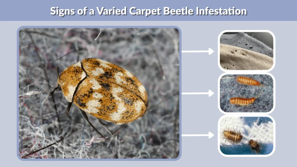 Signs of a Varied Carpet Beetle Infestation