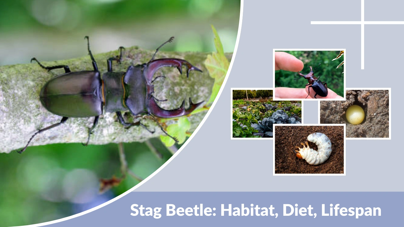 Stag Beetle Habitat, Diet, Lifespan, and Interesting Facts