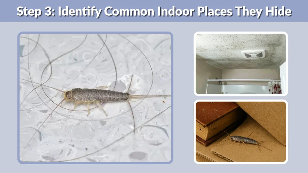 Step 3 Identify Common Indoor Places They Hide