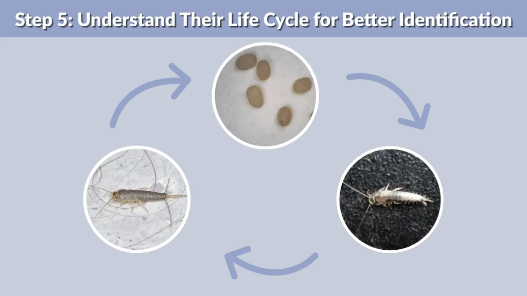 Step 5 Understand Their Life Cycle for Better Identification