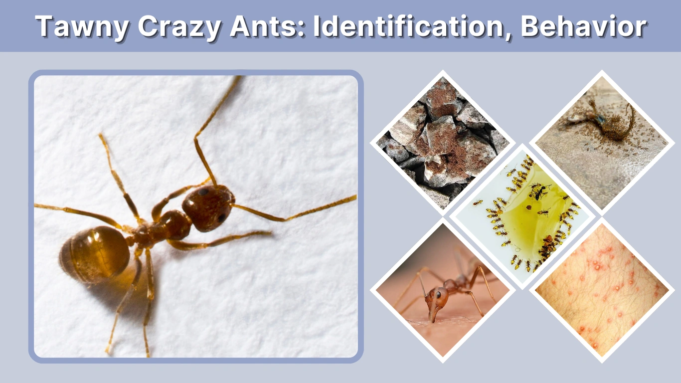 Tawny Crazy Ants  Identification, Behavior, and Control Guide