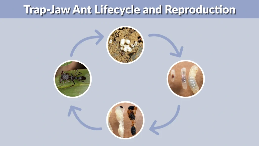 Trap-Jaw Ant Lifecycle and Reproduction