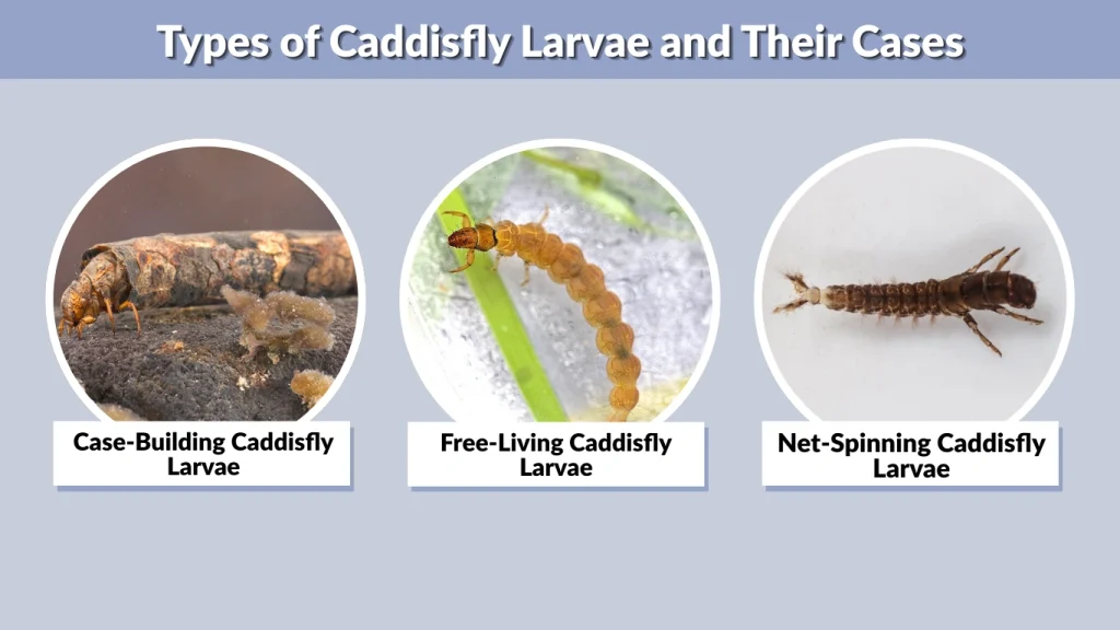 Types of Caddisfly Larvae and Their Cases