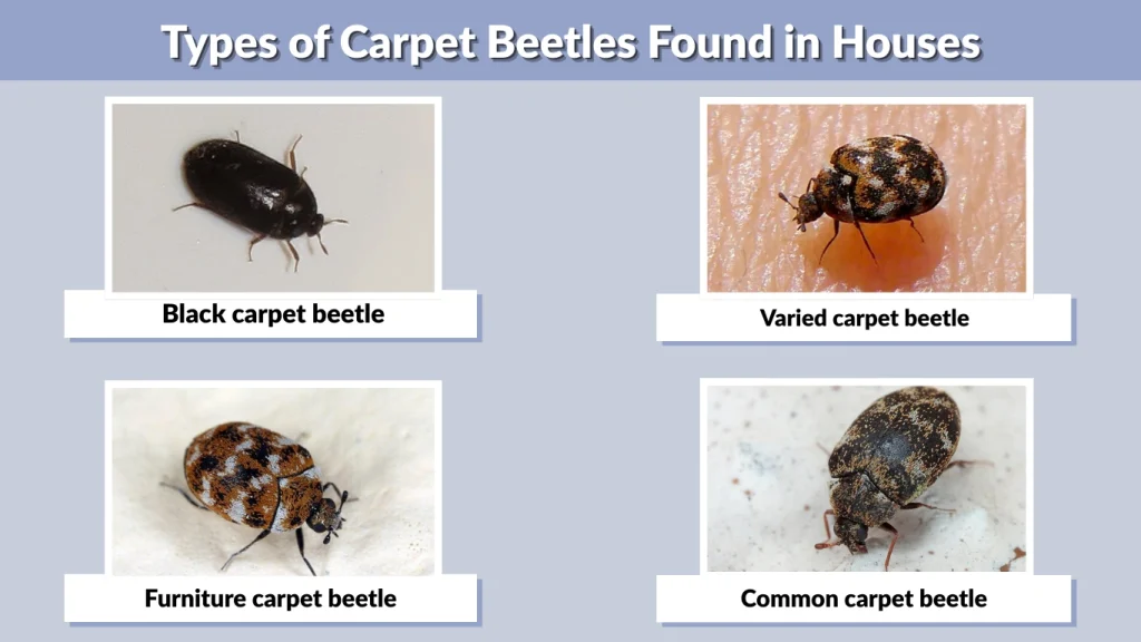 Types of Carpet Beetles Found in Houses