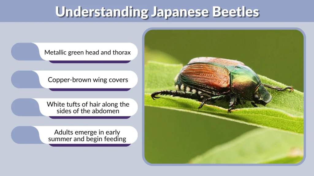 Understanding Japanese Beetles