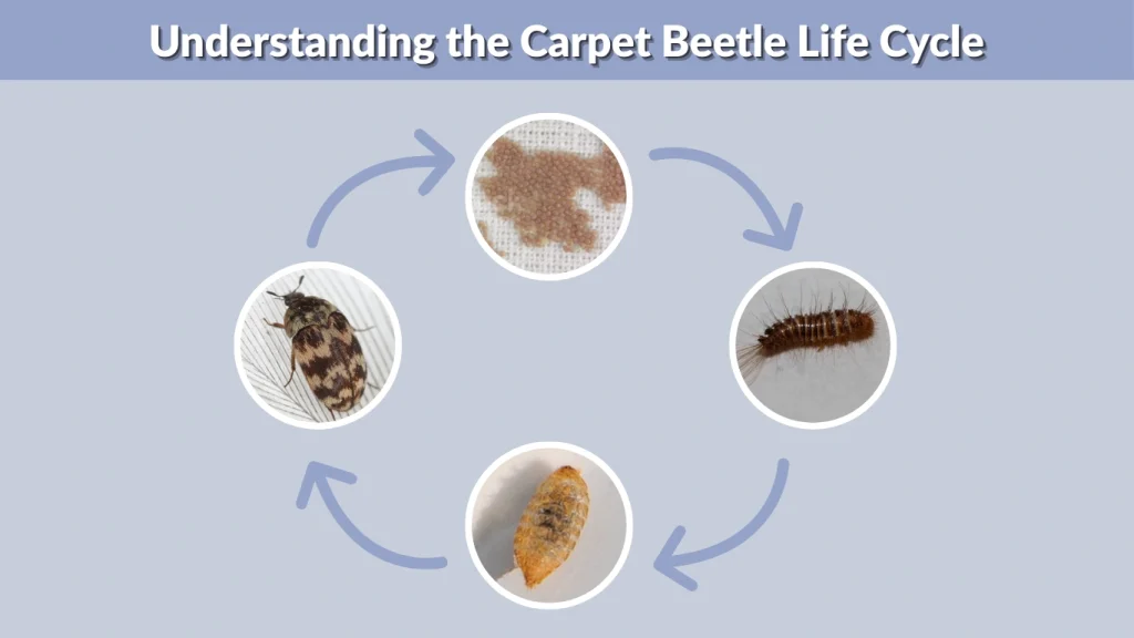 Understanding the Carpet Beetle Life Cycle