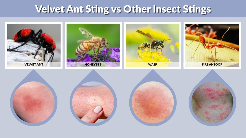 Velvet Ant Sting vs Other Insect Stings