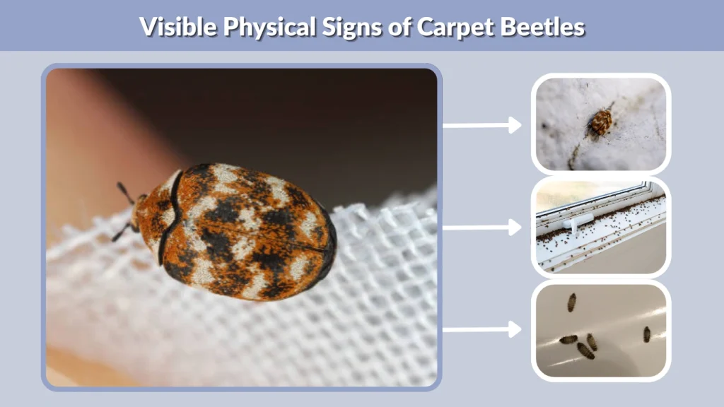 Visible Physical Signs of Carpet Beetles