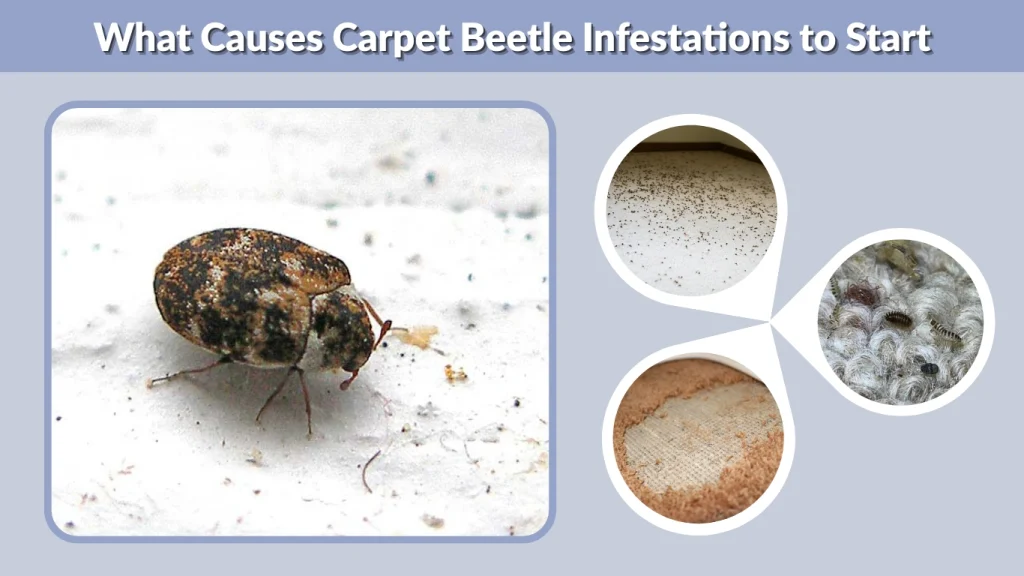 What Causes Carpet Beetle Infestations to Start