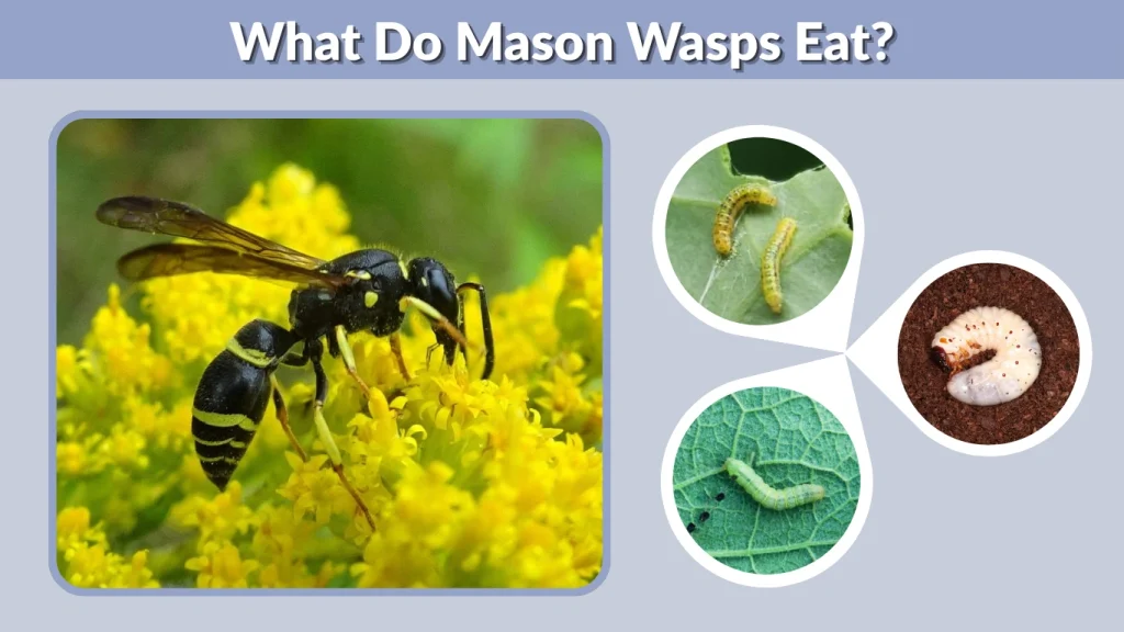 What Do Mason Wasps Eat