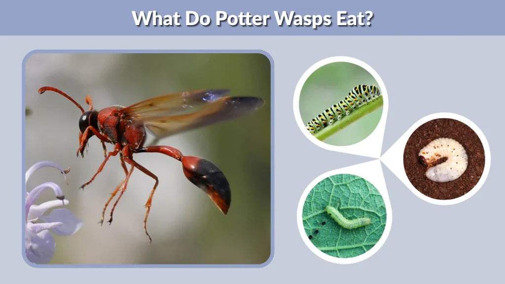 What Do Potter Wasps Eat