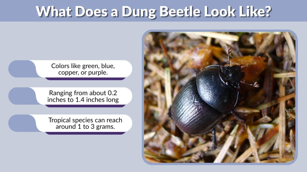 What Does a Dung Beetle Look Like