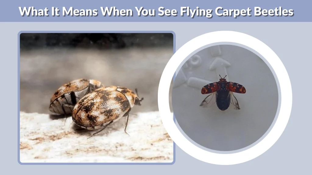 What It Means When You See Flying Carpet Beetles