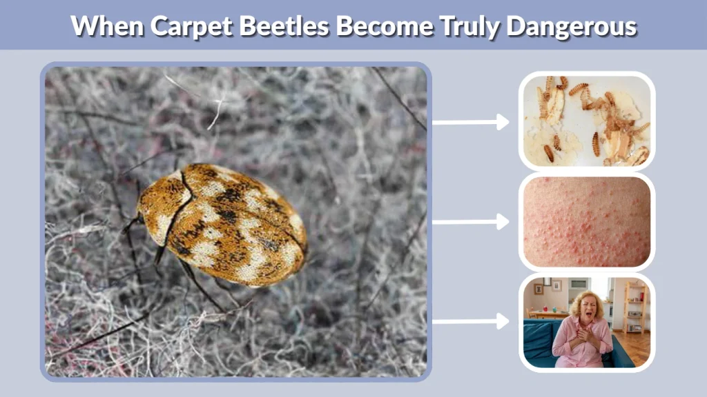 When Carpet Beetles Become Truly Dangerous