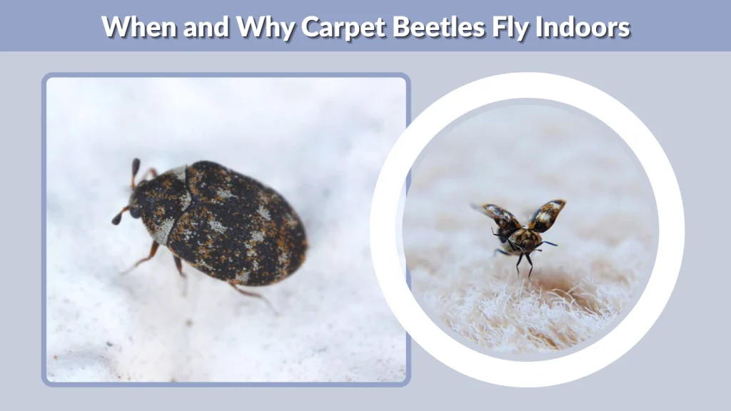 When and Why Carpet Beetles Fly Indoors