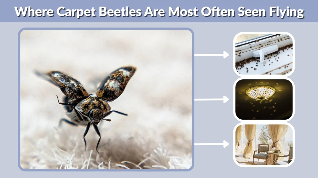 Where Carpet Beetles Are Most Often Seen Flying