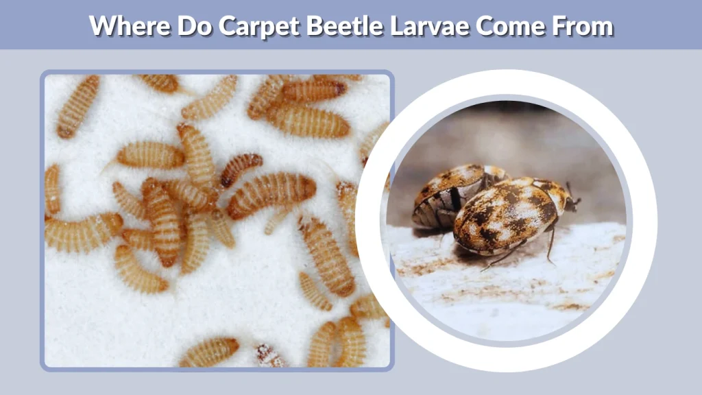 Where Do Carpet Beetle Larvae Come From