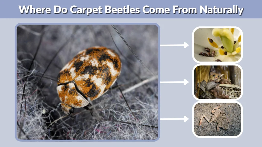 Where Do Carpet Beetles Come From Naturally