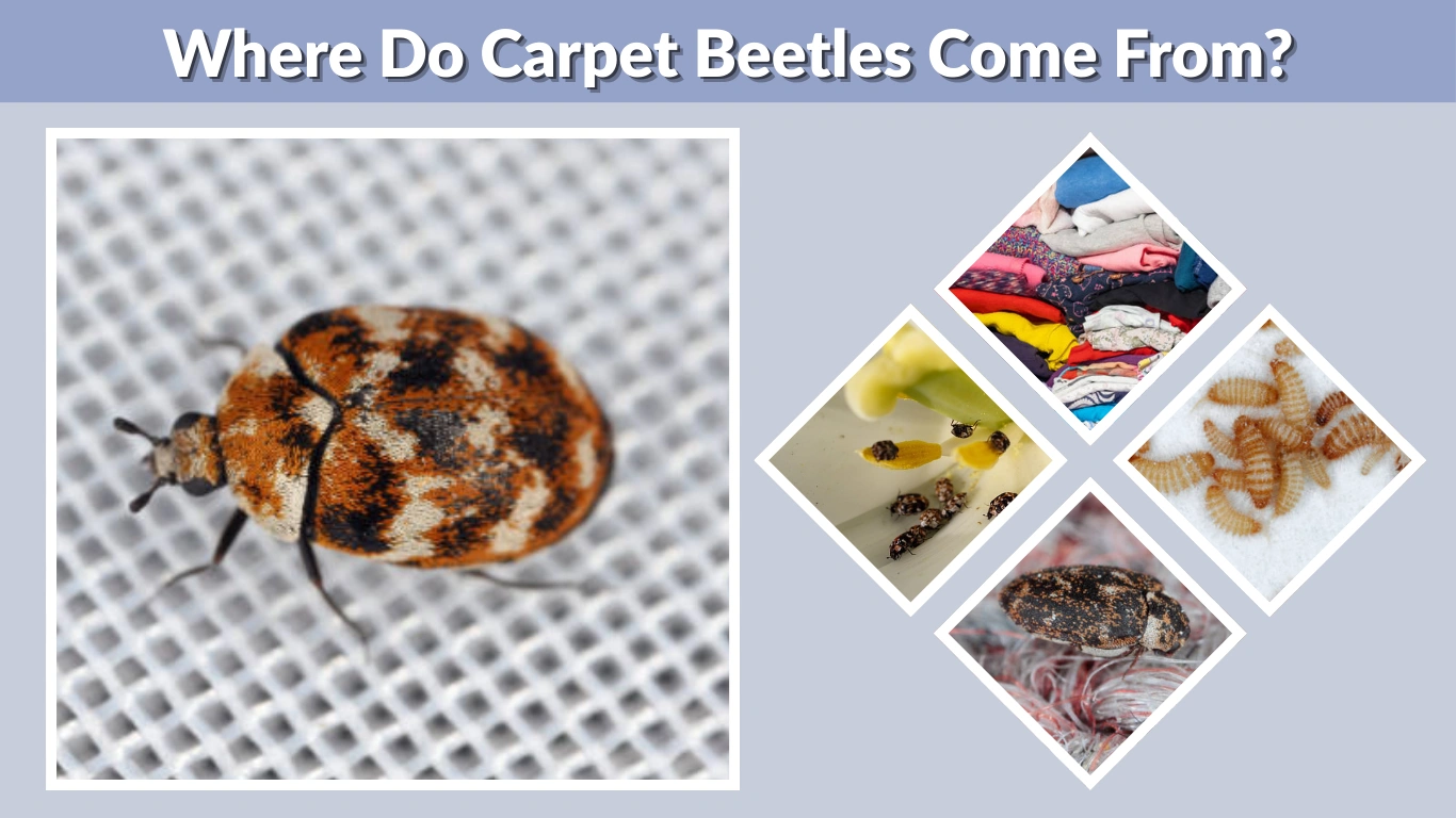 Where Do Carpet Beetles Come From? Sources, Causes &amp; Prevention