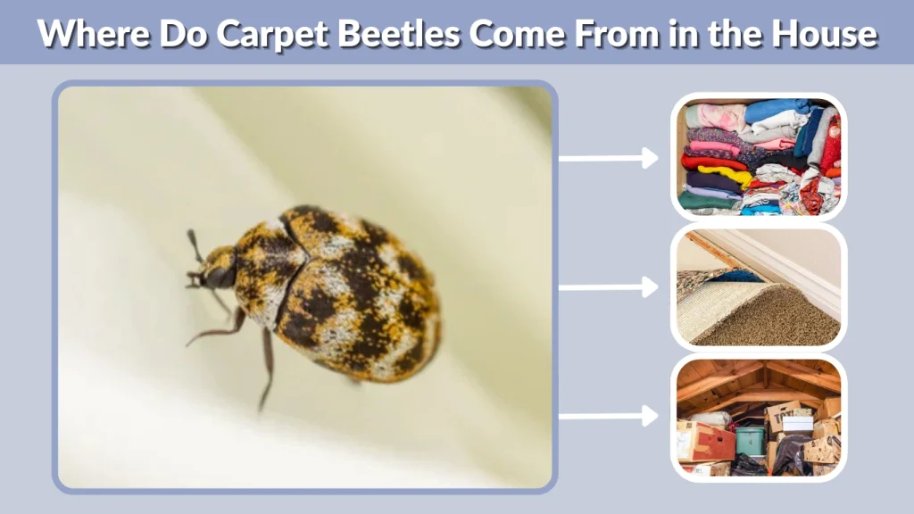 Where Do Carpet Beetles Come From in the House