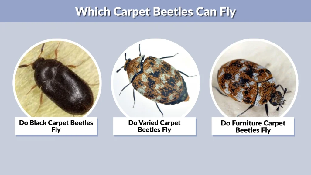 Which Carpet Beetles Can Fly