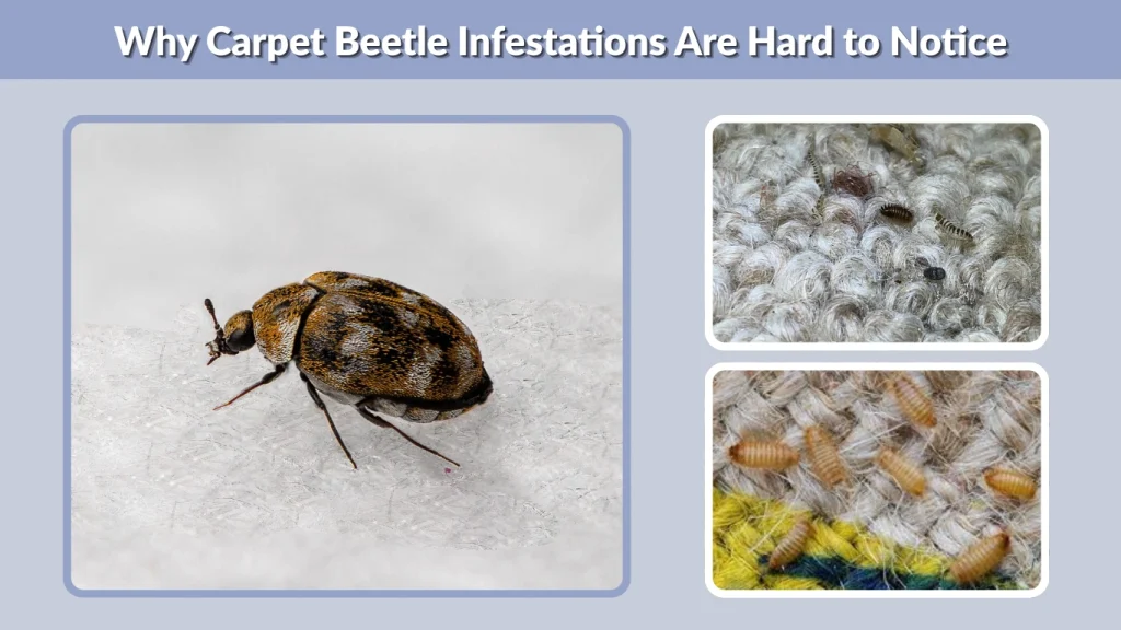 Why Carpet Beetle Infestations Are Hard to Notice
