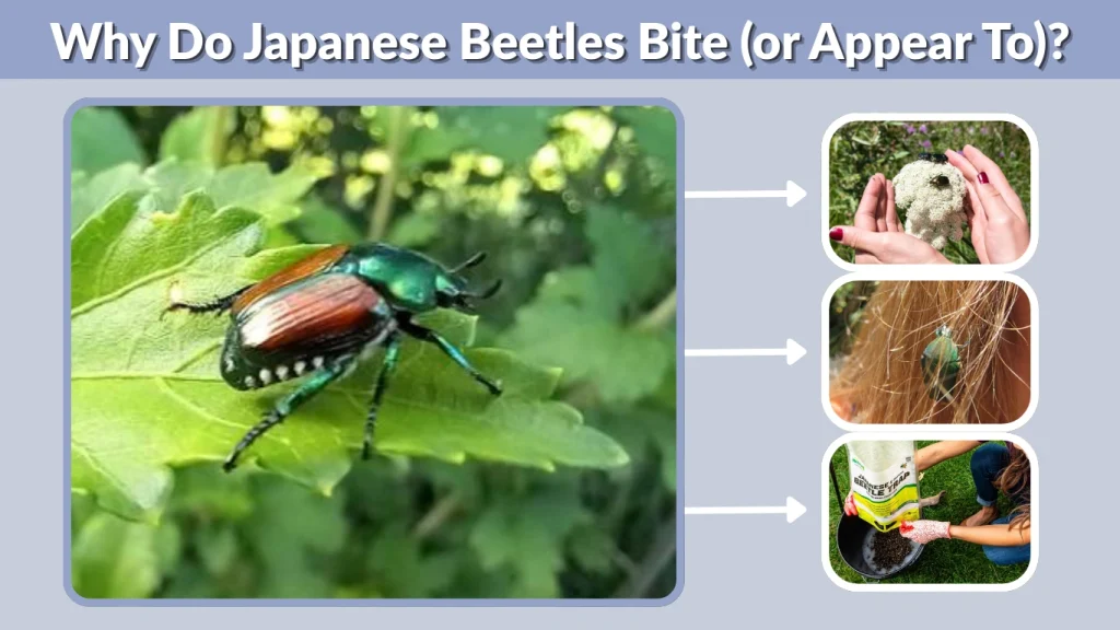 Why Do Japanese Beetles Bite (or Appear To)
