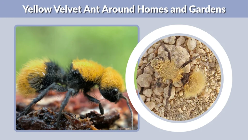 Yellow Velvet Ant Around Homes and Gardens