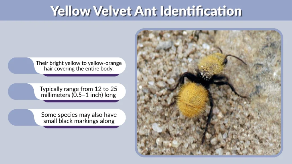 Yellow Velvet Ant Identification