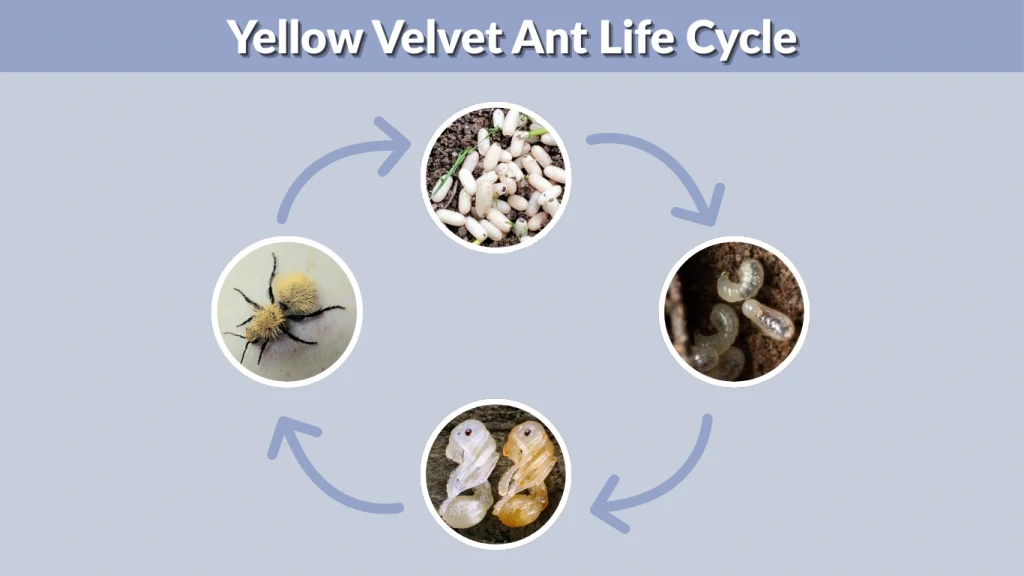 Yellow Velvet Ant Life Cycle