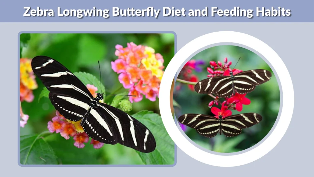 Zebra Longwing Butterfly Diet and Feeding Habits