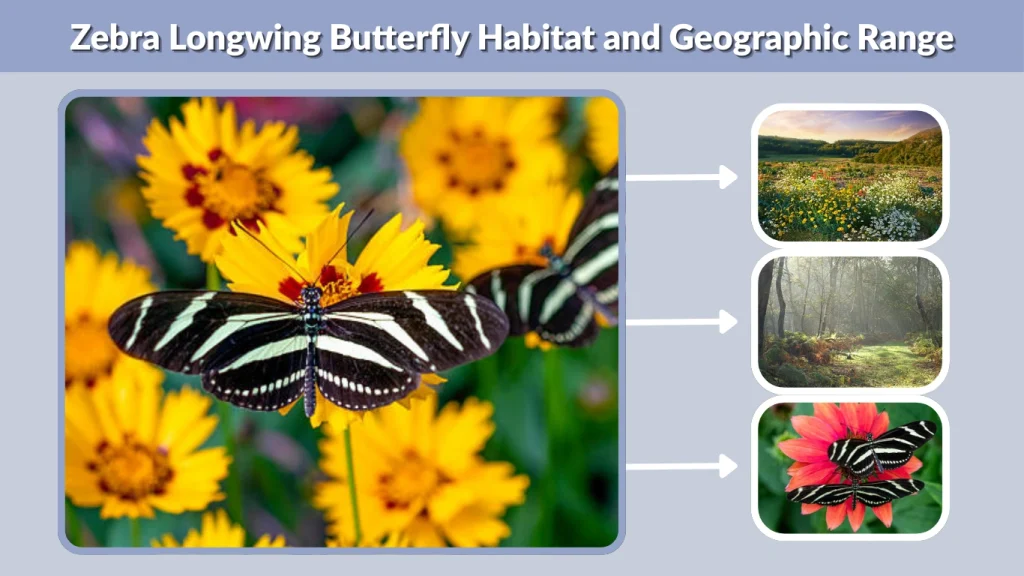 Zebra Longwing Butterfly Habitat and Geographic Range