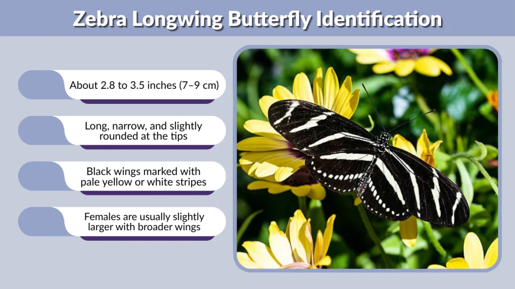Zebra Longwing Butterfly Identification