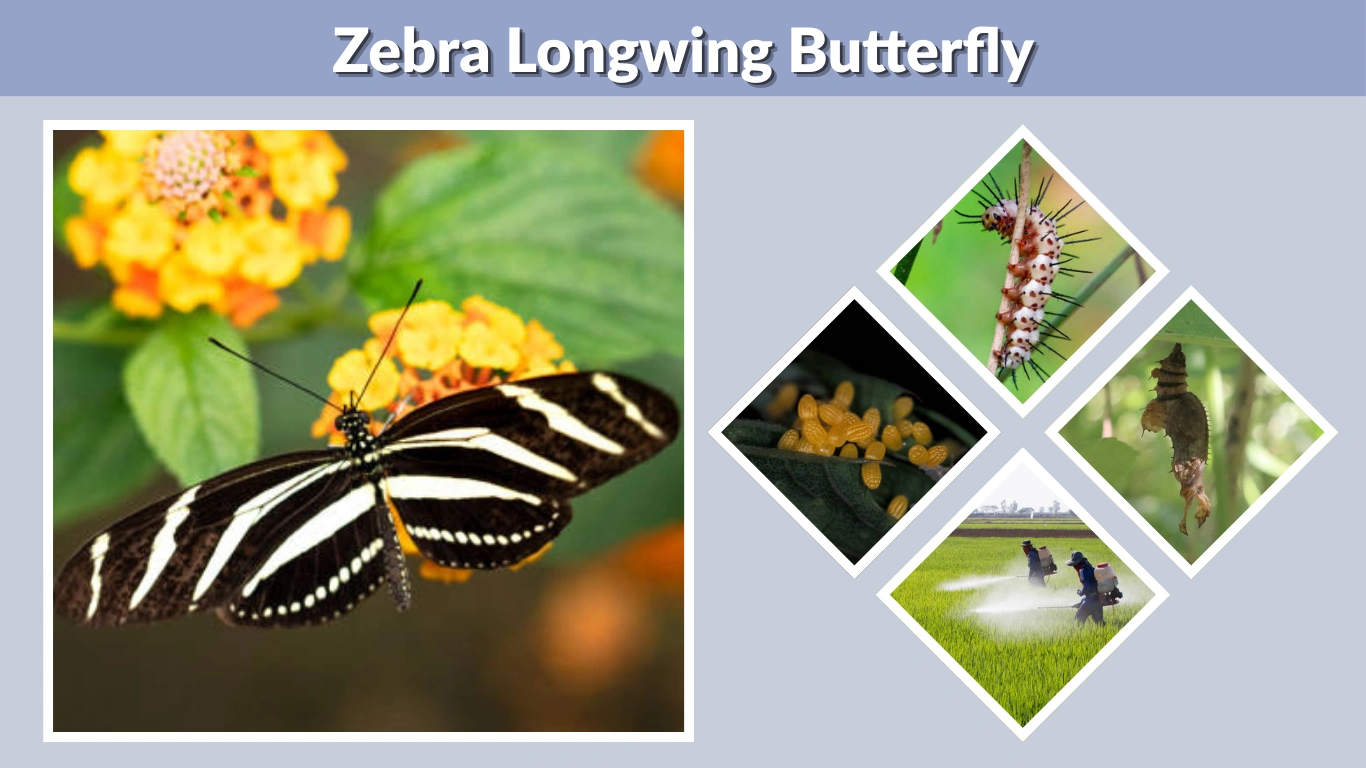 Zebra Longwing Butterfly Identification, Habitat & Facts