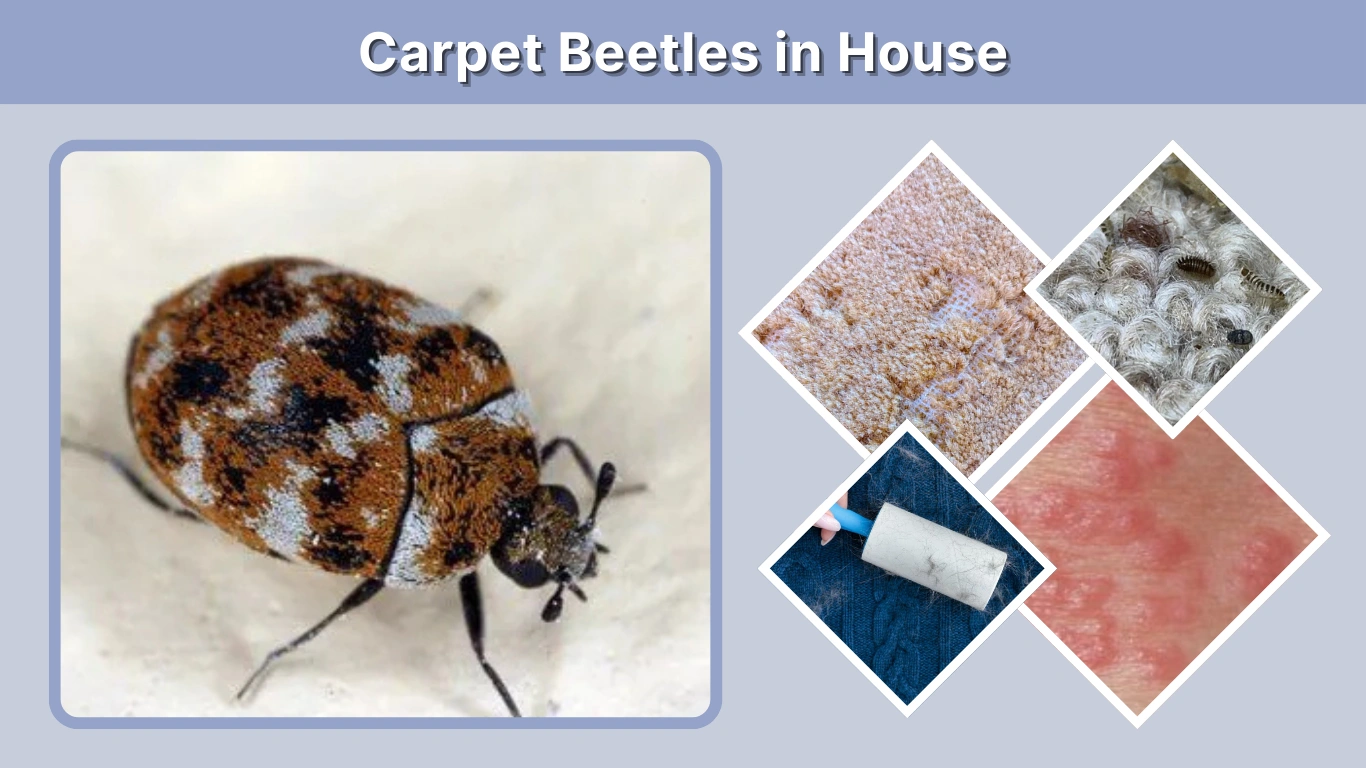 Carpet Beetles in House Causes, Signs, and Removal