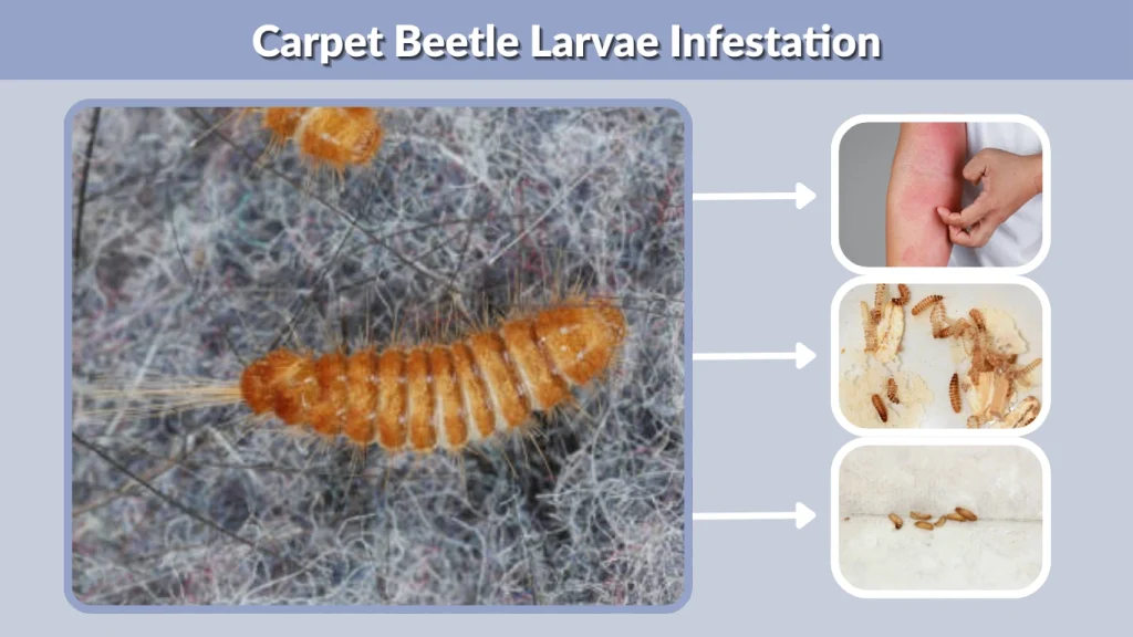 Carpet Beetle Larvae Infestation
