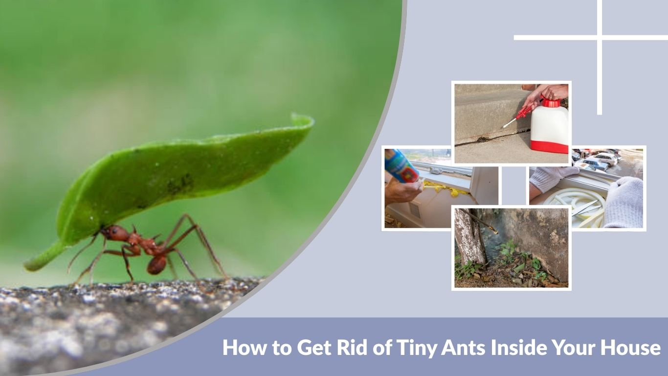How to Get Rid of Tiny Ants Inside Your House: Fastest ways 