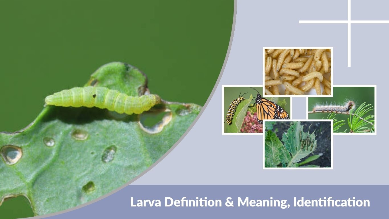Larva Definition & Meaning, Identification and Key Facts