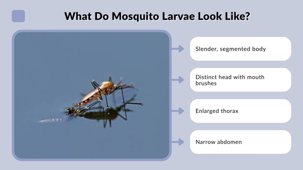 What Do Mosquito Larvae Look Like?