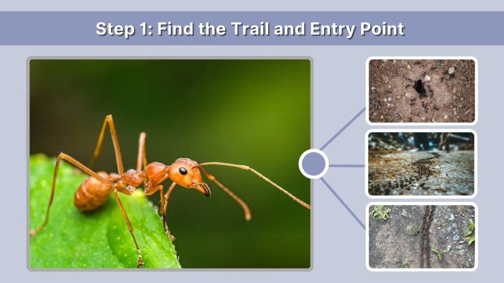 Step 1: Find the Trail and Entry Point (5–10 Minutes)