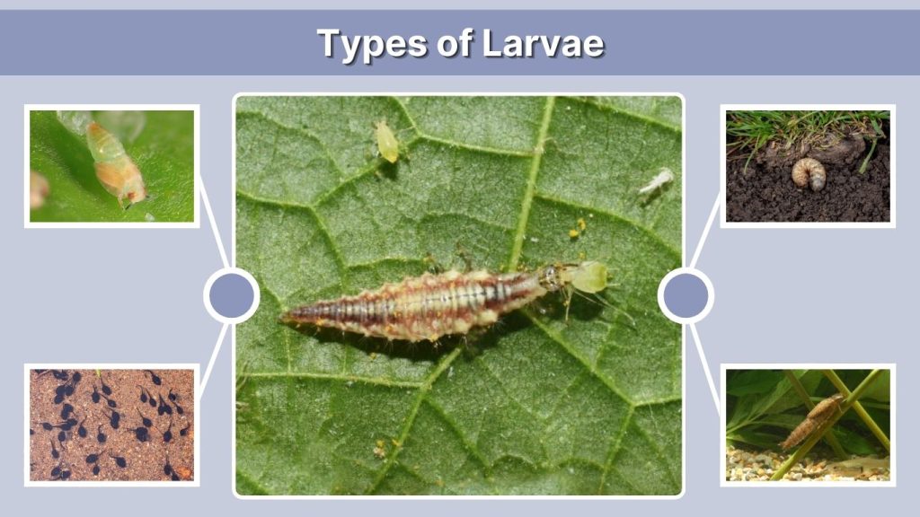 Types of Larvae