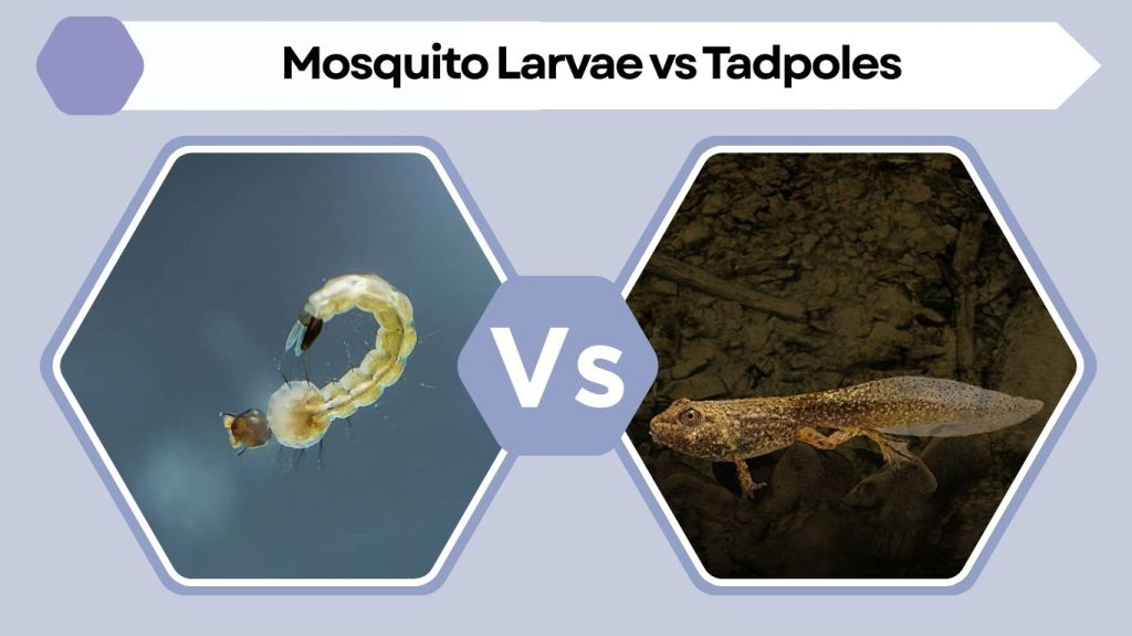 Mosquito Larvae vs Tadpoles