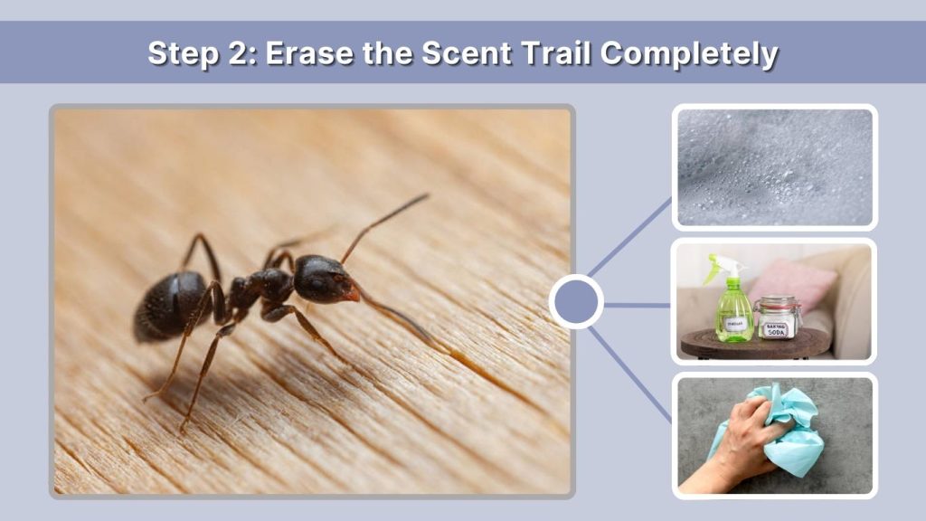 Step 2: Erase the Scent Trail Completely (10 Minutes)