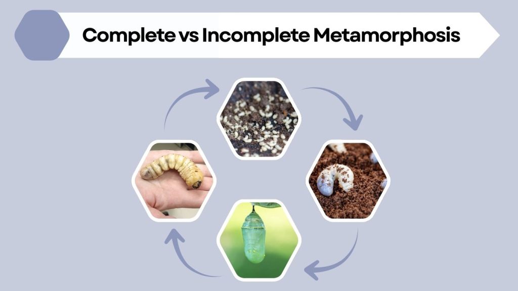 Complete vs Incomplete Metamorphosis