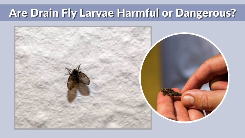 Are Drain Fly Larvae Harmful or Dangerous?