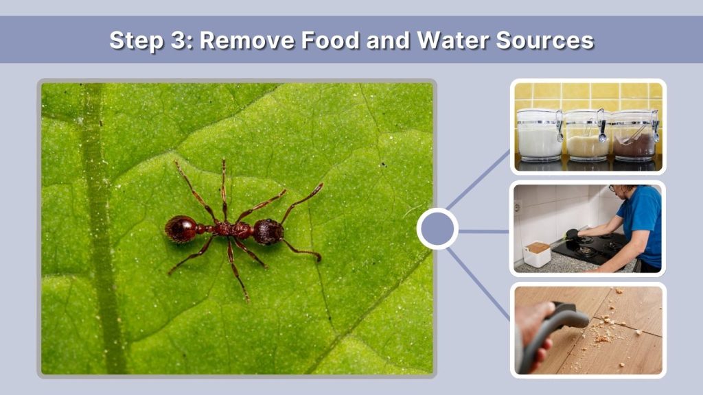 Step 3: Remove Food and Water Sources (15–30 Minutes)